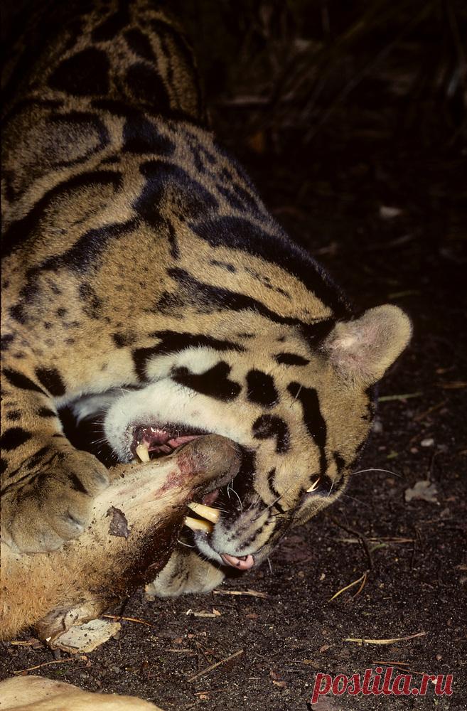 MCL018.jpg | Терри Уиттакер Фотография