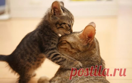 рисунки и картинки кошек и котят: 17 тыс изображений найдено в Яндекс.Картинках