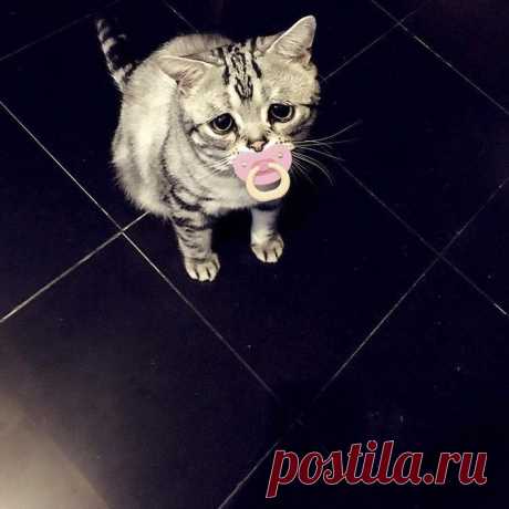 Луху — самая грустная кошка, чей несчастный вид разобьёт вам сердце