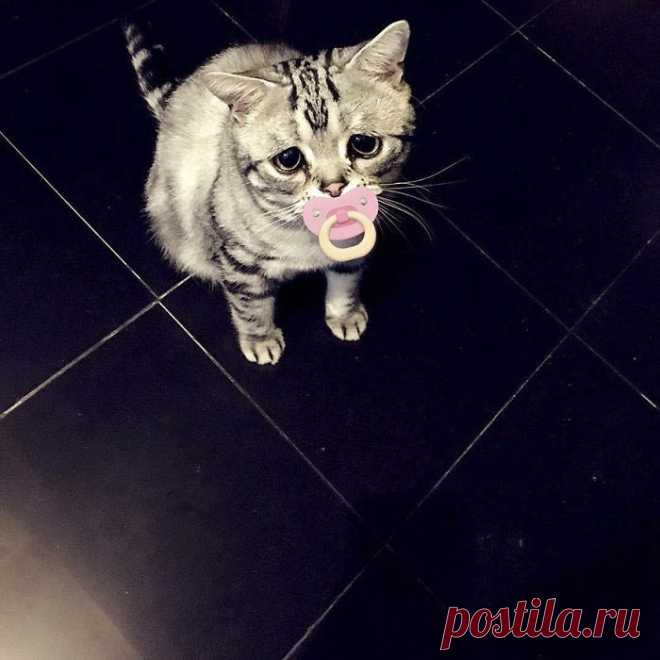 Луху — самая грустная кошка, чей несчастный вид разобьёт вам сердце