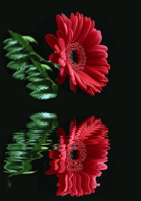 86921213_376.gif (491×700)