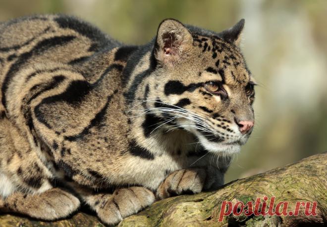 clouded leopard Ouwehand 9K2A1704 | safi kok | Flickr