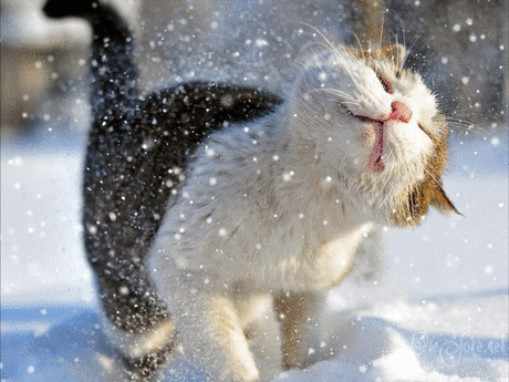 (11) Мой Мир@Mail.Ru