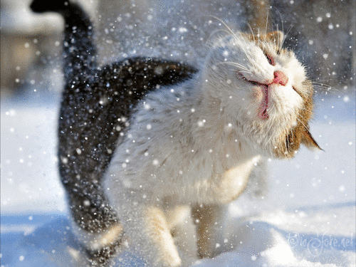 (11) Мой Мир@Mail.Ru