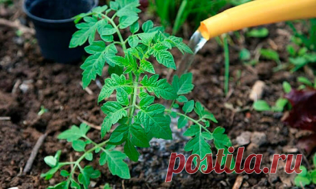 Основные ошибки при поливе помидоров, из-за которых снижается объем урожая Огородники, выращивающие томаты, знают, что они любят сухой воздух и хорошо увлажненную почву. Каждый этап роста растения требует определенного объема влаги. Самые большие проблемы при уходе возникают как раз из-за неправильного полива. Как избежать ошибок и собрать много овощей, рассмотрим в этой статье.
