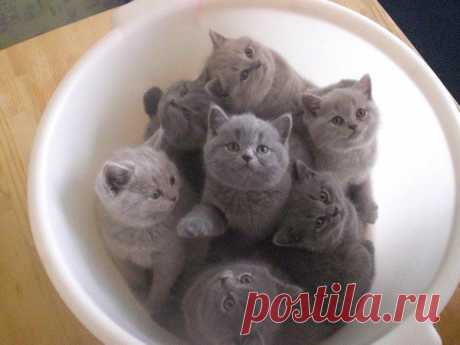 Основа для сметанного заливного готова!!! Лей!!!