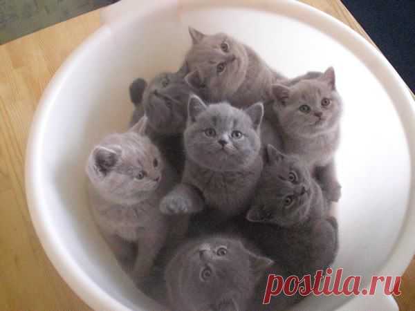 Основа для сметанного заливного готова!!! Лей!!!