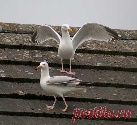 Увидев на крыше «танцующих» чаек, британский фотограф решил заснять их на видео. Прошла пара минут, прежде чем он догадался о подлинных мотивах птиц.