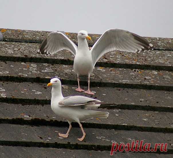 Увидев на крыше «танцующих» чаек, британский фотограф решил заснять их на видео. Прошла пара минут, прежде чем он догадался о подлинных мотивах птиц.