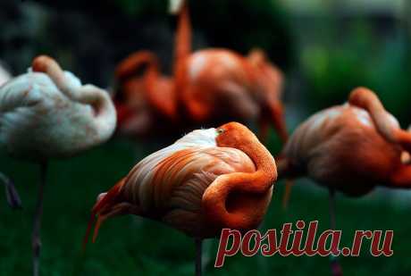 Животные в фотографиях | ФОТО НОВОСТИ
