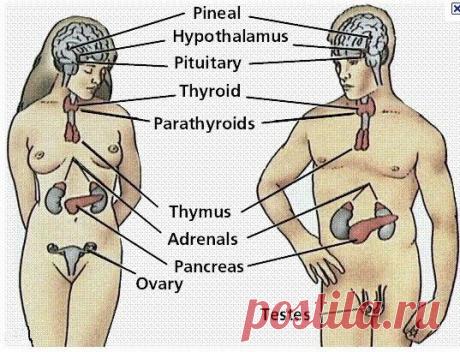 Эндокринная недостаточность...??? Ликвидируем...