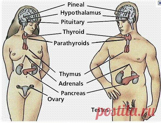Эндокринная недостаточность...??? Ликвидируем...