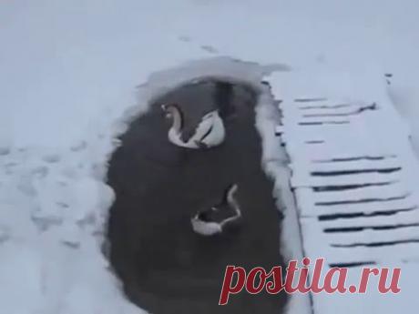 Как я решаю вопрос кислорода для рыбы зимой в своем пруде