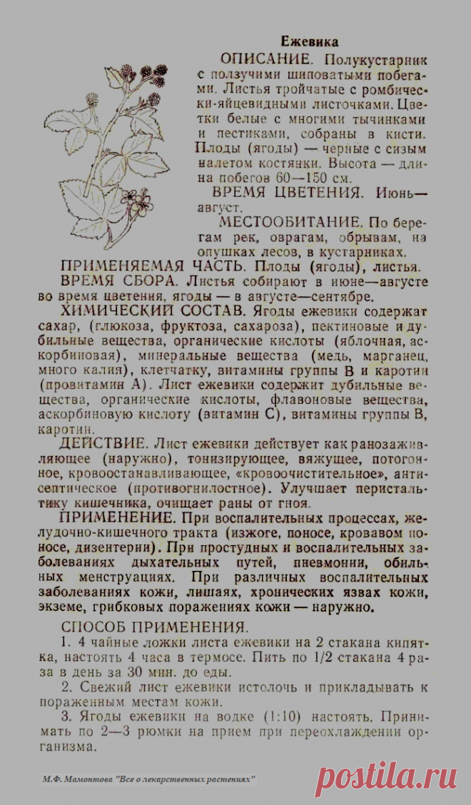 Ежевика