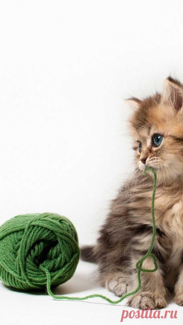Beautiful Cat gallery | Take a Quick Break