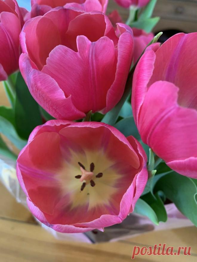 Пин на доске яТЮЛЬПАНЫ