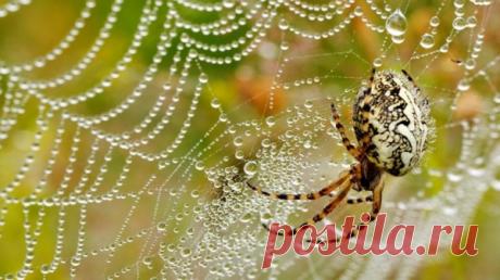 Удивительная красота осенней паутинки
