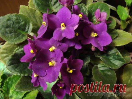 Выращивание сенполий (узумбарских фиалок)