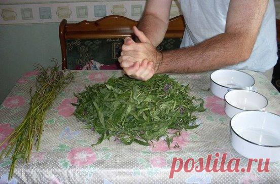 Заготовка Иван-чая. Личный опыт из поселения
Где-то прочитал информацию, что в 19 веке Копорский чай или Иван-чай поставлялся русскими купцами на экспорт в Европу в огромных количествах и очень высоко в Европе ценился. Да и наши пра-прадедушки и прабабушки сидя за столом с самоваром, наверняка пили не черный индийский, а этот замечательный, исконно русский чай. Захотелось возродить традицию приготовления Копорского чая, и вот, решив попробовать приготовить чай своими рукам...