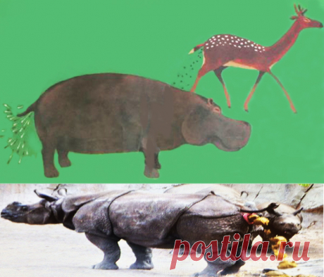 Какают стоя (про бегемота) и какают на ходу (олень).