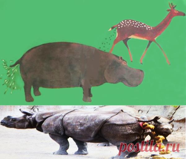 Какают стоя (про бегемота) и какают на ходу (олень).