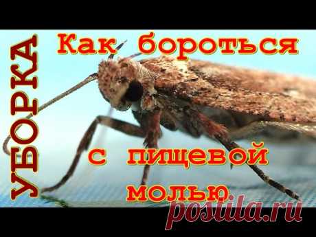 Как бороться с пищевой молью домашними средствами