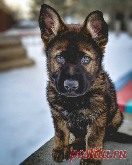 Метис хаски и немецкой овчарки - 62 фото - картинки: смотреть онлайн