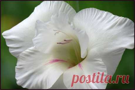 Google+