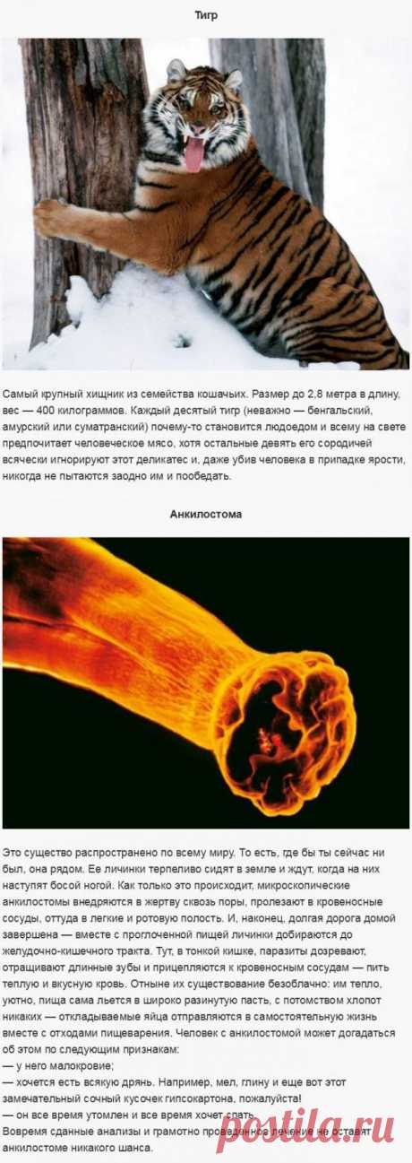 организмы людаеды