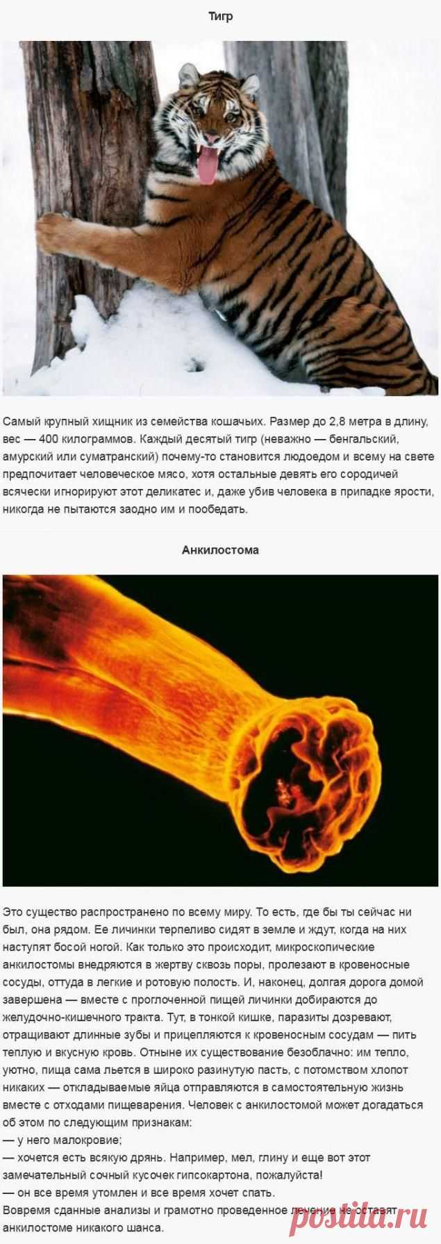 организмы людаеды