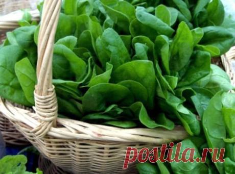 Один из пятерки самых полезных продуктов в мире. 
Польза шпината обусловлена составом этого овоща, в который входят: полезнейший фолат (отвечающий за нормальное развитие клеток тканей и крови), витамин С, провитамин А, калий, магний, витамин К и каротиноиды. 
Благодаря каротиноидам, шпинат не только сохраняет острое зрение на долгие годы. Вместе с витамином К, эти вещества предотвращают разрушение костной ткани. 
Фолат, входящий в состав шпината, оказывает влияние на процесс кроветворения и о
