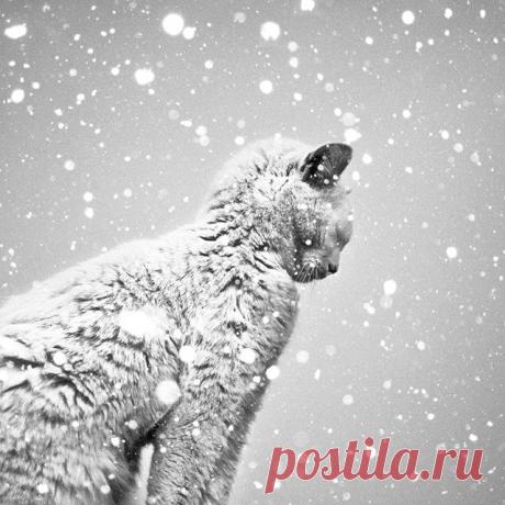 Только зимой можно… Позитива пост. | ДОСТОЙНАЯ ЖИЗНЬ НА ПЕНСИИ