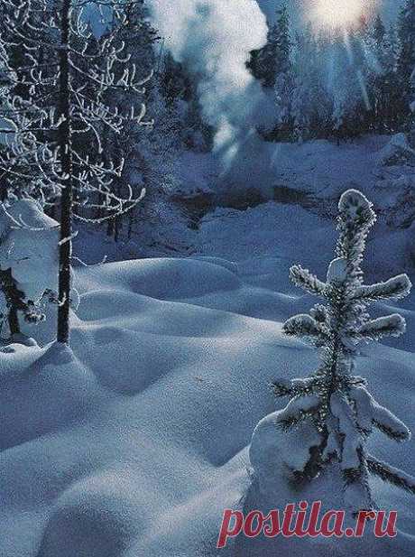 Их рубят сотнями тысяч, чтобы через две недели выбросить на помойку!!!