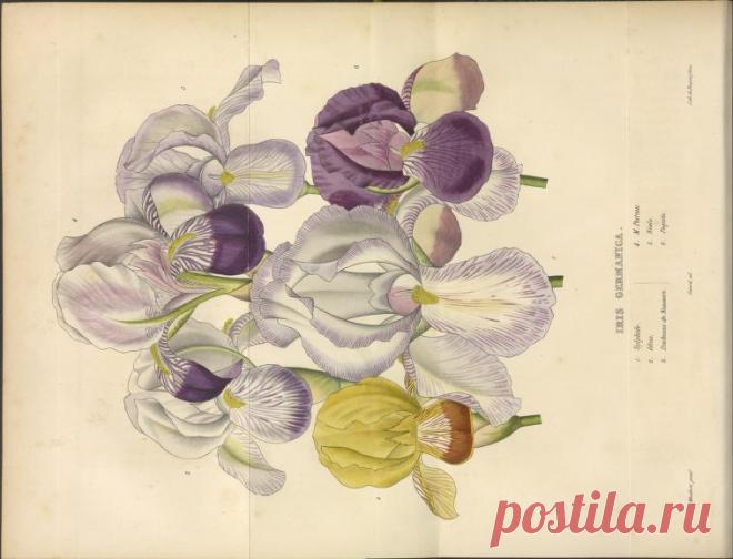 Portefeuille des horticulteurs : Free Download, Borrow, and Streaming : Internet Archive