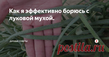 Как я эффективно борюсь с луковой мухой. Каждый год огородникам доставляет немало проблем такой вредитель  как луковая муха. Если на вашем участке она еще не завелась, то не  стоит ждать недоброжелательного соседа, приступайте к профилактическим  мерам. Если все же вы не успели и паразит завелся на грядках, нужно  приступать к незамедлительной борьбе.
Как защитить и обезопасить грядки
Ранняя посадка луковиц – лучшая профилактическая мера