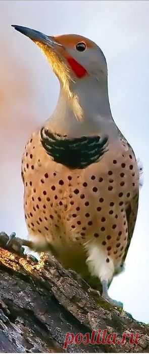 (6) Pinterest