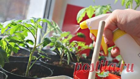 Жёлтая слабая рассада на утро зеленеет после этого! Опрыскайте и подкормите этим рассаду ПОМИДОР!