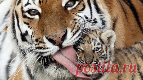 Мой Мир@Mail.Ru