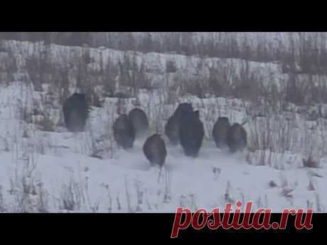 Охота на кабана. По белой тропе.