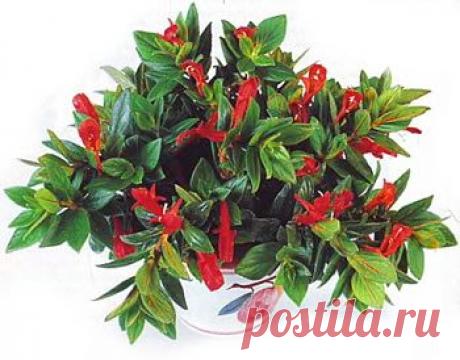 Колумнея. Уход, содержание, размножение - Колумнея - Комнатные цветы и растения - Каталог статей - Цветы и растения