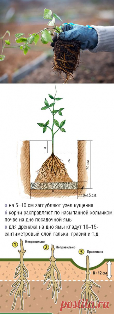 Как правильно посадить клематис.