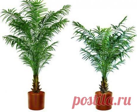 Как вырастить дома финиковую пальму. | Семья и дом