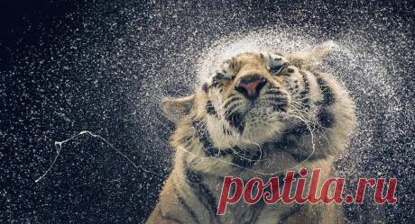 : Tiger splashing! Photo by Tim Flach - Rose Retreat