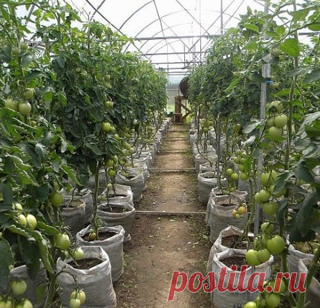 ЧТО НУЖНО ТОМАТУ В АВГУСТЕ