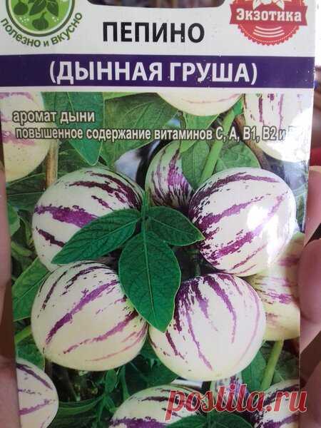 Посадила чудо фрукто-овощ пепино. Что это такое? | Блоги о даче и огороде, рецептах, красоте и правильном питании, рыбалке, ремонте и интерьере