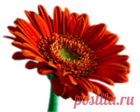 Цветы PNG