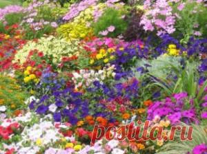 Сроки цветения цветов. | Для дачников.ру