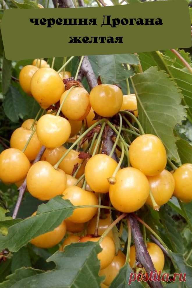 черешня Дрогана желтая