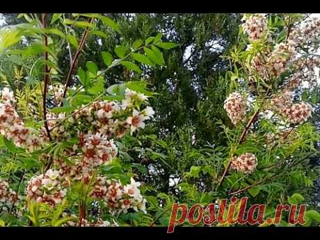 Ксантоцерас рябинолистный, Чекалкин орех (Xanthoceras Sorbifolium)