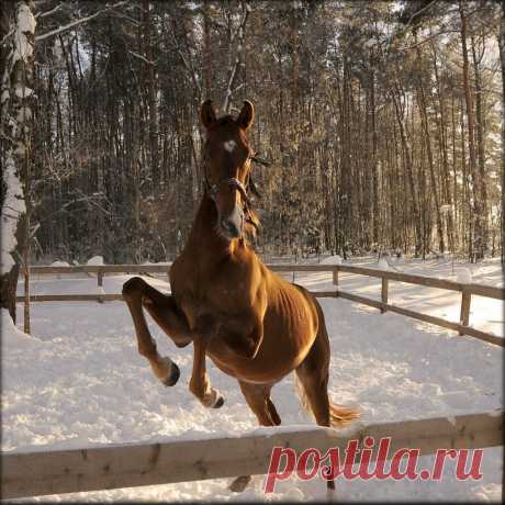 БЕЛКА — «жеребёнок» на Яндекс.Фотках